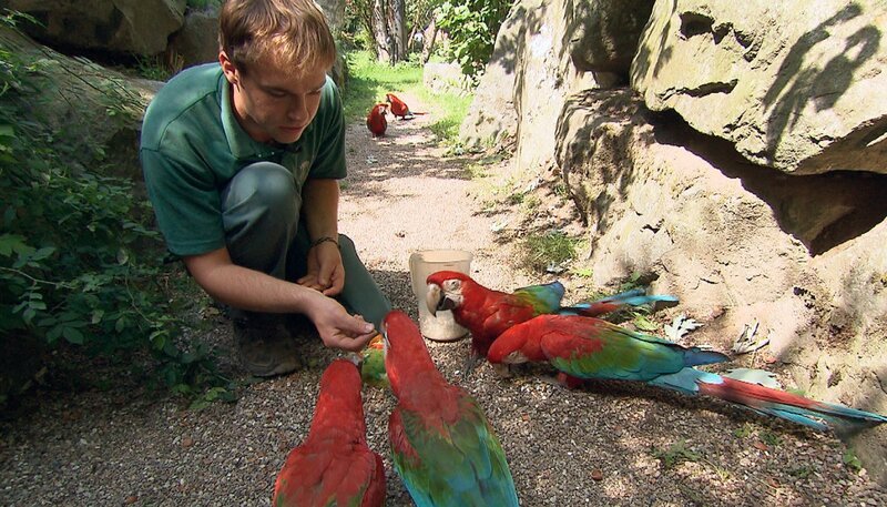 Dave Nelde versucht einem Ara Medizin, versteckt in einer Rosine, unterzujubeln. – Bild: NDR