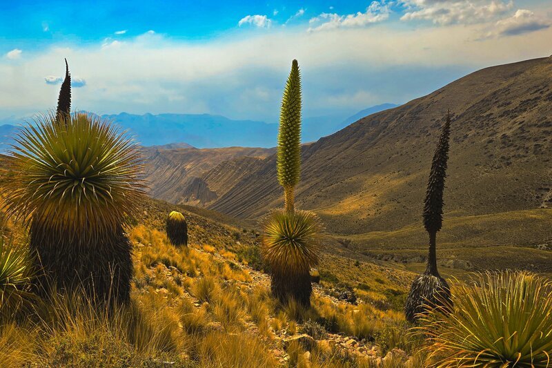 Hoch über den Tiefen des Colca Canyons blühen Puya Raimondii. Auch als Königin der Anden bekannt, hat die Riesenbromelie mit acht Metern den höchsten Blütenstand der Welt. – Bild: ZDF und arte, K22film, Daniela Pulverer