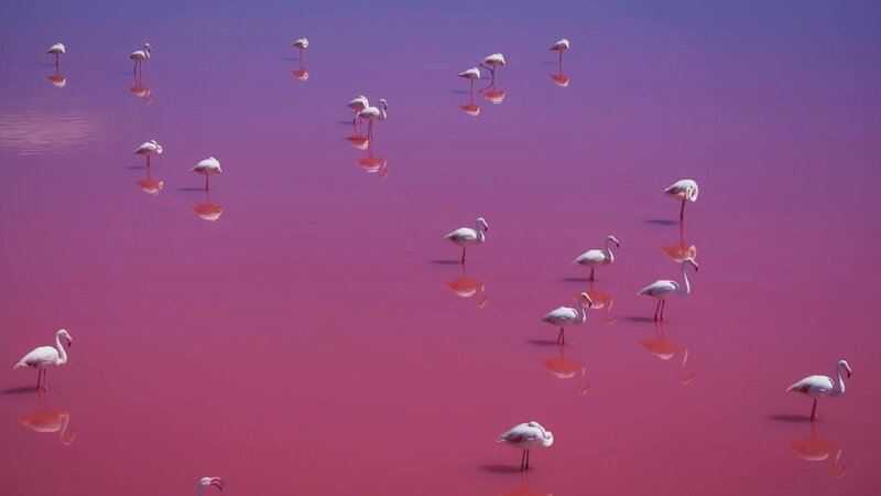Flamingos – Bild: SRF/​Light & Shadow/​WDR