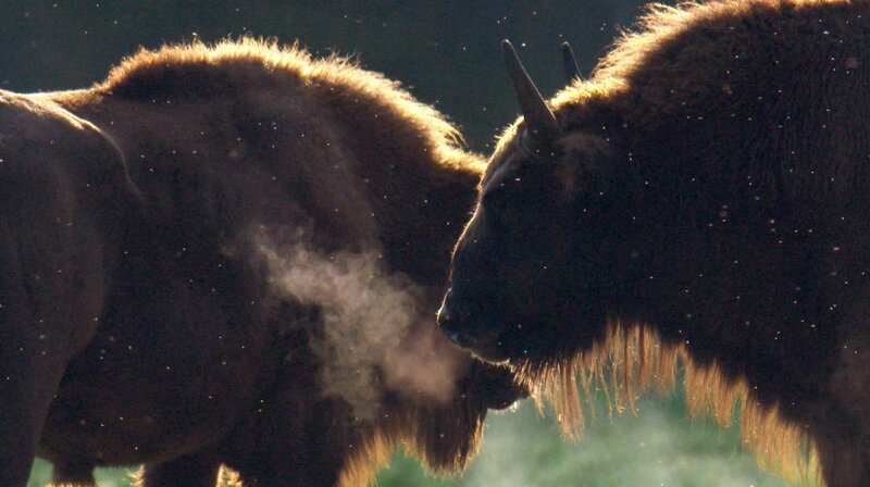 Wisent Morgenstimmung. Weitere Fotos auf Anfrage. – Bild: NDR/erdmanns Filmproduktion/Max Struck Wisent Morgenstimmung. Weitere Fotos auf Anfrage. – Bild: NDR/erdmanns Filmproduktion/Max Struck