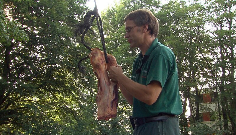 Zur Beschäftigung der Bären hängt Tierpfleger Uwe Fischer die Fleischstücke an einen Baum. – Bild: NDR