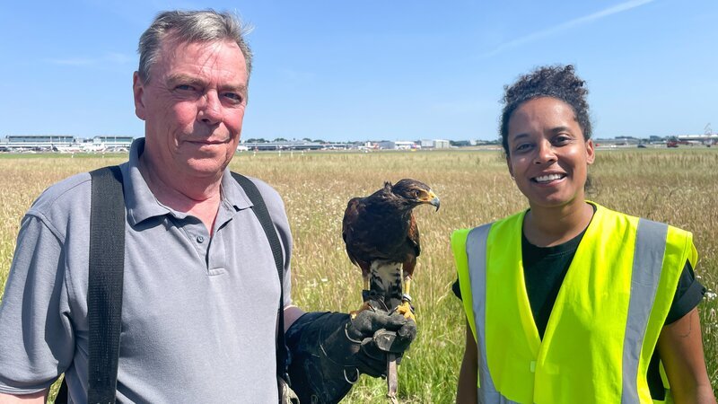 Falkner Herbert setzt seinen Wüstenbussard ein, um Vogelschwärme am Flughafen Hamburg zu vertreiben. (Herbert Boger) – Bild: BR/​Text und Bild Medienproduktion GmbH & Co. KG/​Marcella Müller
