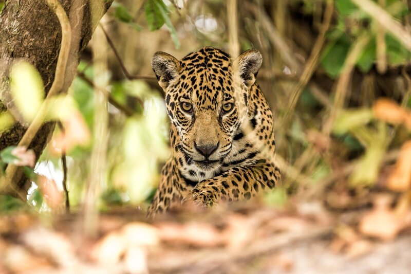 Dank seines gefleckten Fells ist der Jaguar im Blätterdickicht des Dschungels beinahe unsichtbar. – Bild: Terra Mater / Cristian Dimitrius Dank seines gefleckten Fells ist der Jaguar im Blätterdickicht des Dschungels beinahe unsichtbar. – Bild: Terra Mater / Cristian Dimitrius