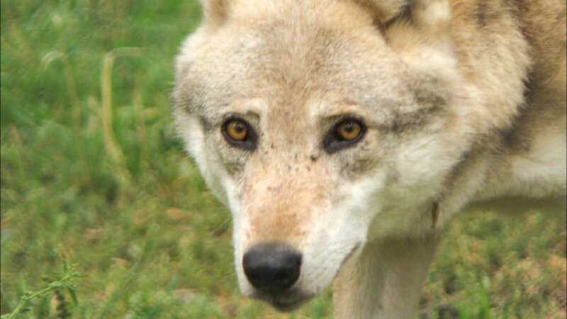 Wolf. – Bild: ZDF/​ORF/​WEGA Film