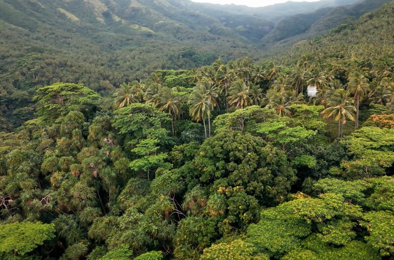 Drawa ist ein Gebiet mit tropischem Regenwald auf der Fidschi-Insel Vanua Levu, das von acht indigenen Clans dauerhaft vor der Abholzung geschützt wird. – Bild: Electron Libre Productions