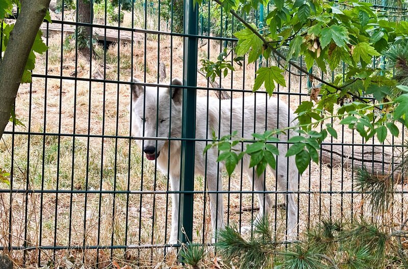 Im Tierpark Petersberg leben 3 Polarwölfe. Die Schaufütterung ist eine Attraktion. – Bild: MDR/​Tino Wiemeier