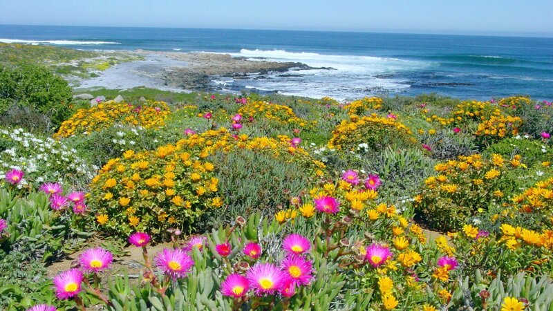 Westküste Südafrikas, das Namaqualand, zur Blütezeit der Mittagsblumen. – Bild: 3sat