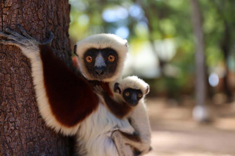 Coquerel-Sifaka mit Jungtier an einem Baumstamm in Nahaufnahme. – Bild: Cayley Christos / Emerge Films / Terra Mater Studios GmbH Coquerel-Sifaka mit Jungtier an einem Baumstamm in Nahaufnahme. – Bild: Cayley Christos / Emerge Films / Terra Mater Studios GmbH