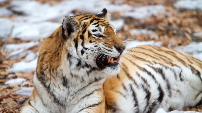 Sibirischen Tigers – Bild: Terra Mater