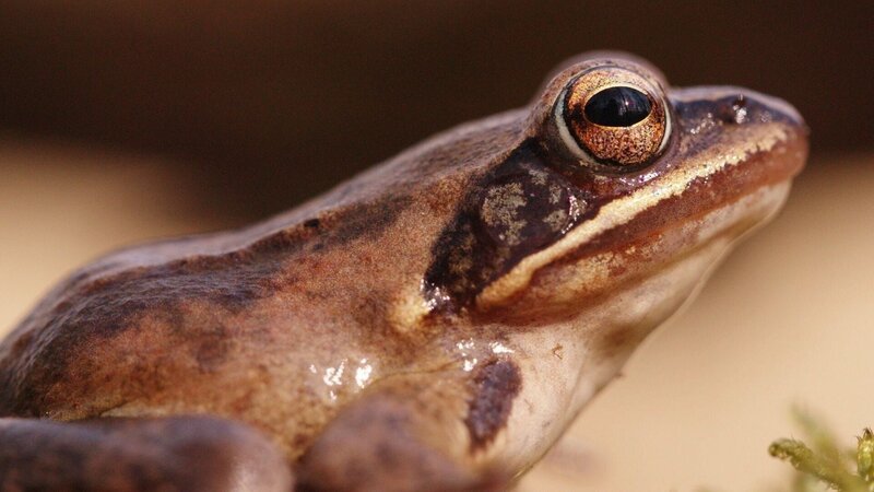 Waldfrösche sind die am nördlichsten lebenden Amphibien der Welt und können gefrieren, ohne zu sterben. – Bild: 3sat