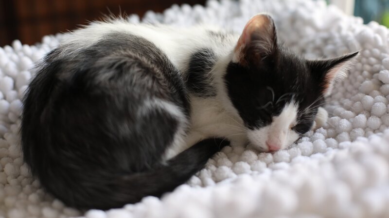 Cat sleeping. – Bild: TLC