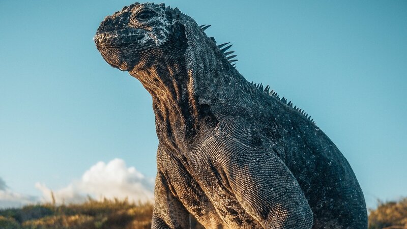 Galapagos-Meerechse. – Bild: 3sat
