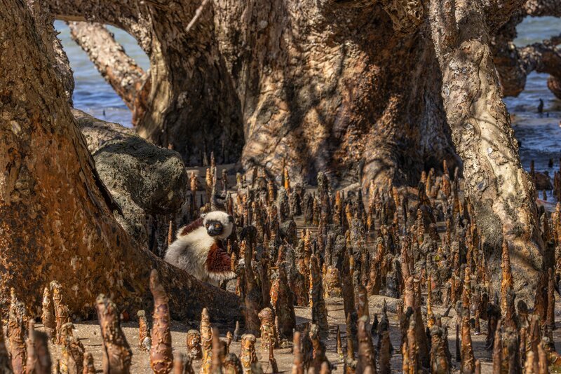 Coquerel-Sifaka zwischen Mangrovenwurzeln – Bild: Cayley Christos / Emerge Films / Terra Mater Studios / Chris Scarffe Coquerel-Sifaka zwischen Mangrovenwurzeln – Bild: Cayley Christos / Emerge Films / Terra Mater Studios / Chris Scarffe