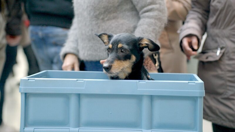  Hund. – Bild: ORF/​TV Salon Filmproduktions GmbH/​Martin Grabowski