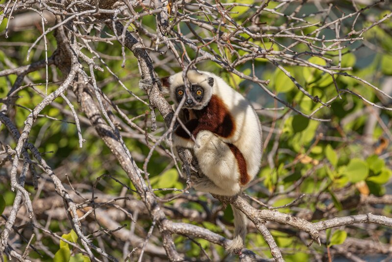 Coquerel-Sifaka in einem Mangrovenbaum – Bild: Cayley Christos /​ Emerge Films /​ Terra Mater Studios /​ Chris Scarffe