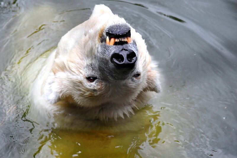 Eisbär im Freigehege des Tierparks Berlin. – Bild: rbb/​Thomas Ernst