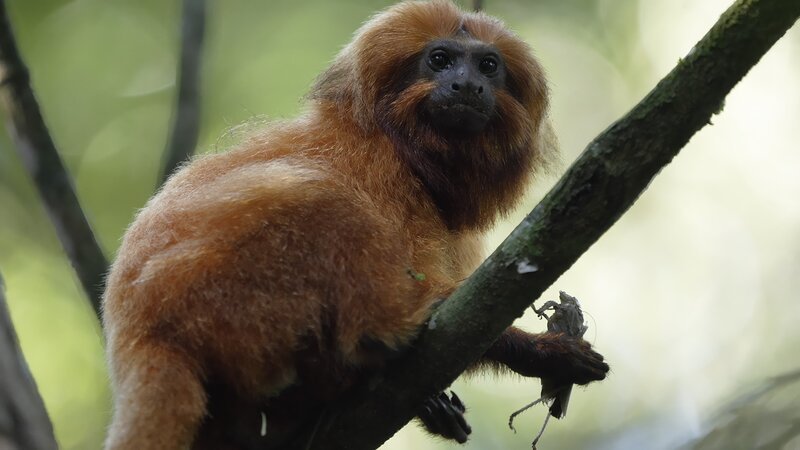 Goldene Löwenäffchen werden in Zoos nachgezüchtet und in Brasilien wiederausgewildert. – Bild: ZDF und Michael Kern