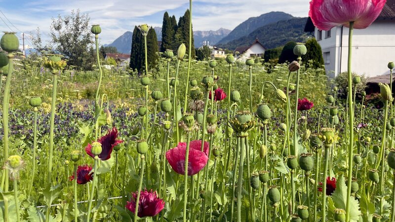 Die Gärtnerei „Blumen Kopf“ bewirtschaftet mittlerweile rund 6.000 Quadratmeter Ackerfläche in Vorarlberg nach den Prinzipien der „Slow Flower“-Bewegung. – Bild: 3sat