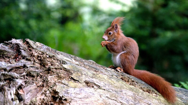 Europäisches Eichhörnchen. – Bild: NDR/​dreiD.at/​Rilk Film, Hubert Doppler