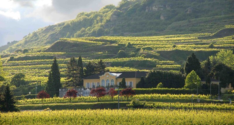 Weingut Sepp Moser – Bild: ServusTV /​ Christian Teske