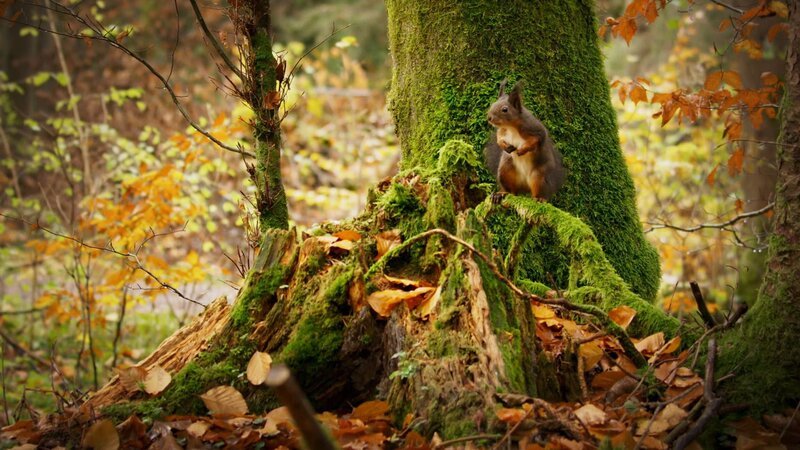 Wald – Bild: SRF/​Light & Shadow/​WDR