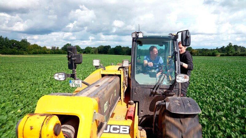 Thilo macht den Erntehelfer auf dem Rübenfeld von Bebensee. – Bild: NDR