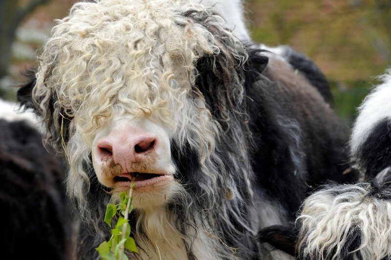 Yak auf der Rinderanlage im Zoo. – Bild: rbb/​Thomas Ernst
