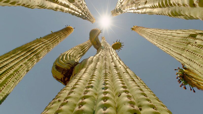 Der Saguaro Kaktus in der Sonorawüste steckt voller Leben. – Bild: WDR/Altayfilm GmbH Der Saguaro Kaktus in der Sonorawüste steckt voller Leben. – Bild: WDR/Altayfilm GmbH