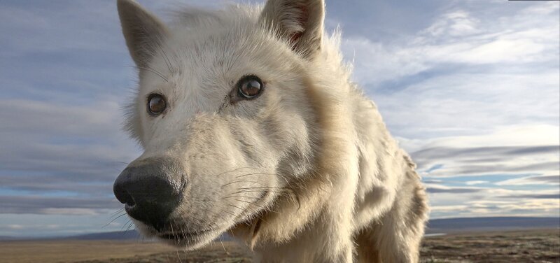 So nah kann einem wildlebenden Wolf nur eine versteckte Kamera kommen – vor einem Menschen wäre das Tier längst geflohen. – Bild: ZDF und John Downer Productions