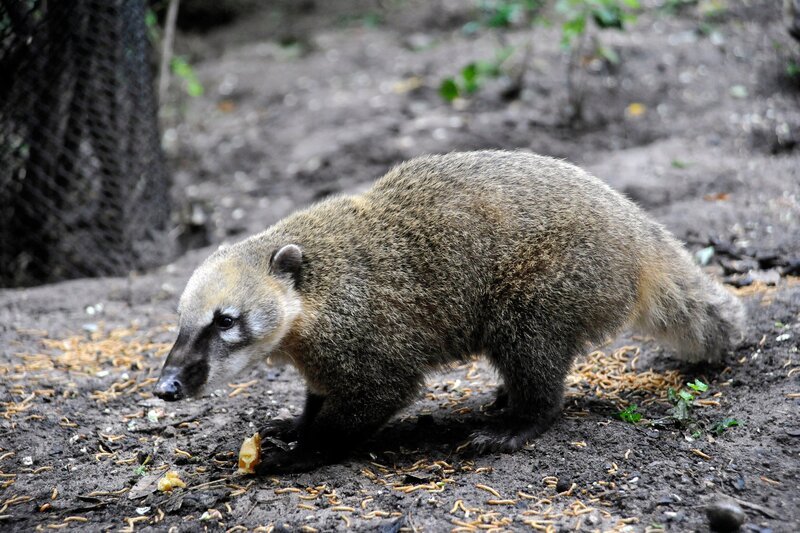 Junger Nasenbär im Zoo – Bild: rbb/​Thomas Ernst