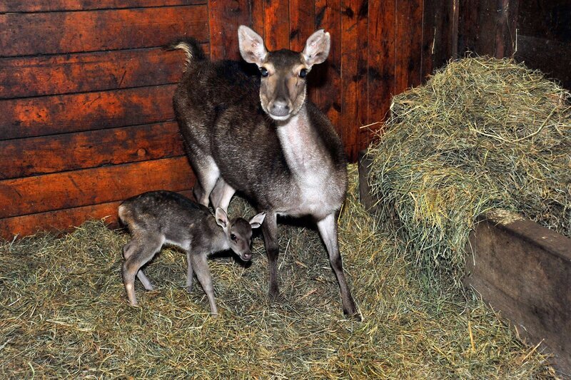 Kindersegen im Hirschrevier des Tierparks, hier ein Jungtier bei den Timor-Hirschen. – Bild: rbb/​Thomas Ernst