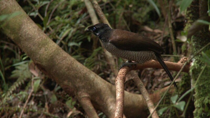 Ein weiblicher Strahlenparadiesvogel. – Bild: ZDF/​BR