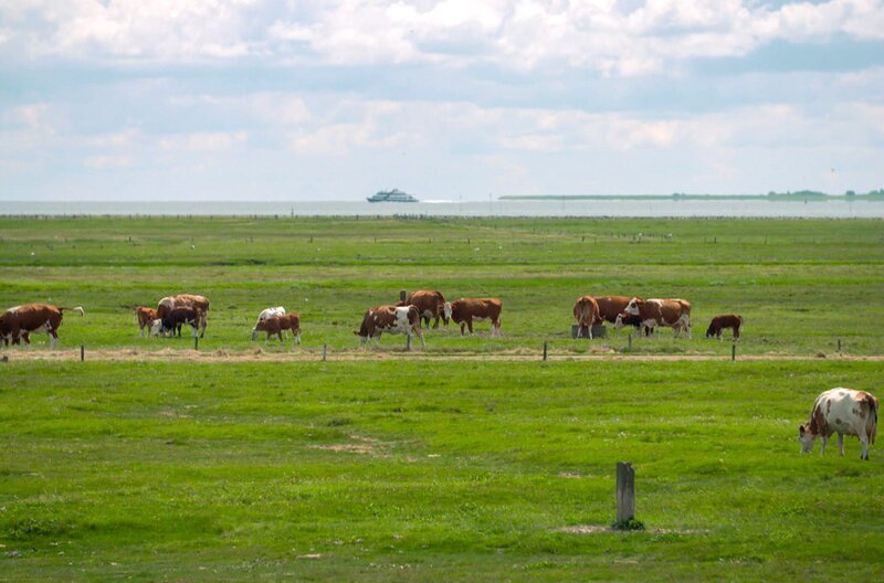 Seit über 150 Jahren gibt es im nördlichen Teil der Insel Hiddensee Rinder. Sie werden dort als „Landschaftspfleger“ eingesetzt. – Bild: Elephant Doc