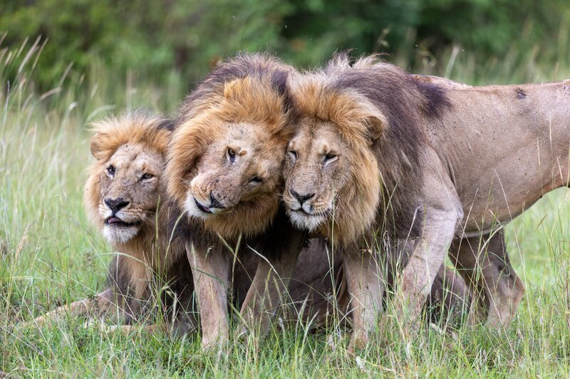 Die Männchen des Rudels – Olepolos, Osapuk und Orkitok – sind eng miteinander verbunden. – Bild: National Geographic/​Simon Blakeney