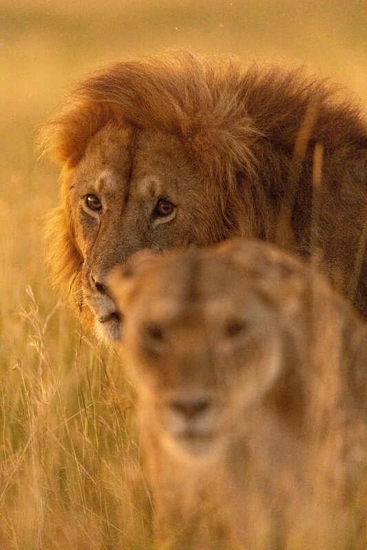 Eines der männlichen Tiere des Rudels steht dicht hinter einem Weibchen. – Bild: National Geographic/​Simon Blakeney