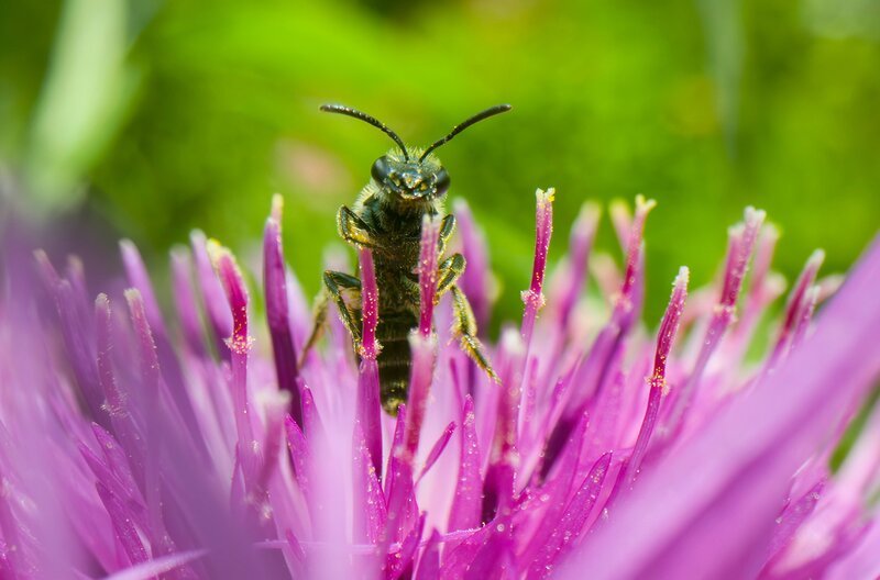 Eine Biene sitzt auf einer Flockenblume. – Bild: John Waters