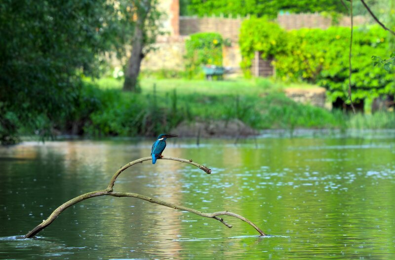 Der Eisvogel ist eine in Großbritannien heimische und bekannte Vogelart: Er fällt durch sein leuchtend blau-orangenes Gefieder auf. – Bild: Matt Kingdon