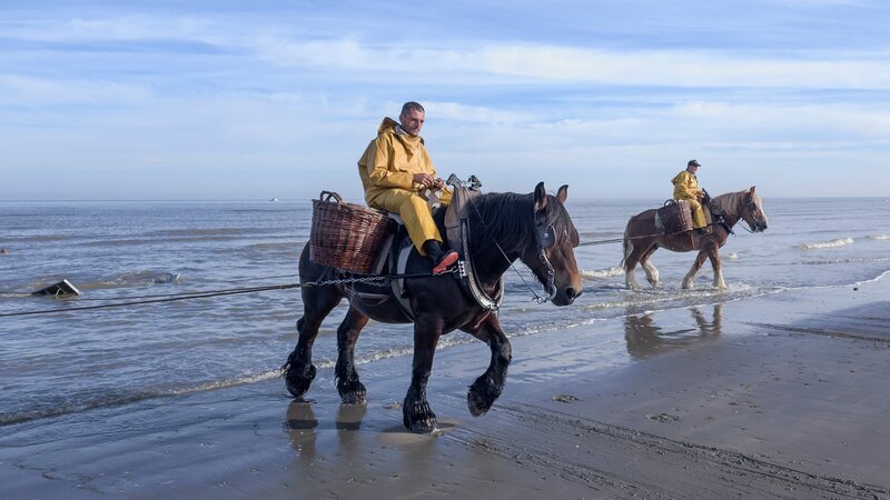 Am Strand von Ostdünkirchen an der belgischen Küste wird noch ein uraltes Handwerk betrieben: das Fischen zu Pferd. – Bild: SRG SSR/​ZDF/​ARTE Vincent Productions/​Torben Müller