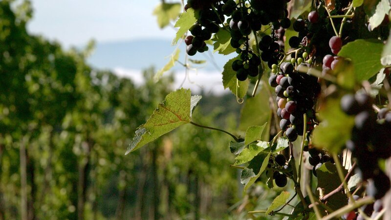 Weinreben. – Bild: ORF/RANFILM Weinreben. – Bild: ORF/RANFILM
