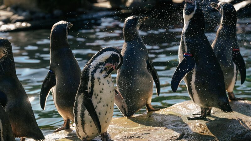 Pinguine (Humboldt-Pinguine) schütteln nach der Pinguinfütterung im Zoo Dresden Wasser ab. Die Art stammt ursprünglich von den Küsten Perus und Chiles. – Bild: MDR/​Cine Impuls Leipzig GmbH