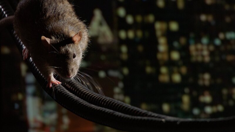Wanderratten verfügen über evolutionäre Superkräfte, um in der Stadt zu überleben. – Bild: Jeff Morales /​ ZDF