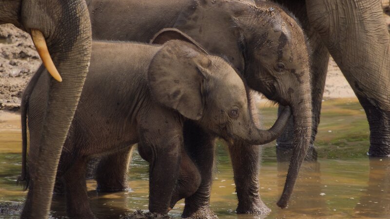 Forest elephant calves in a muddy pool in a natural clearing in Dzanga-Sangha National Park, Central African Republic. (National Geographic) – Bild: National Geographic