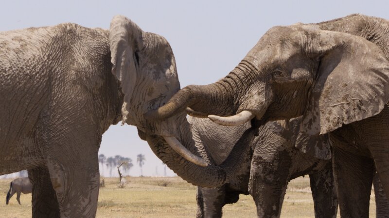 Bild: National Geographic