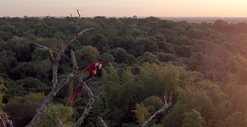Ein Guacamayo-Grünflügelara sitzt im warmen Licht der untergehenden Sonne. Im Nationalpark El Yerbalito in den Esteros del Iberá soll er wieder dauerhaft heimisch werden. – Bild: ZDF und arte, Alexandra Hardorf