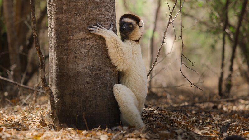 A Verreaux’s sifaka lemur hugs the trunk of a tree to cool down in the hot conditions of Madagascar’s dry forests. – Bild: National Geographic