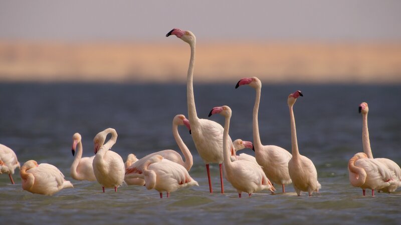 Bild: National Geographic