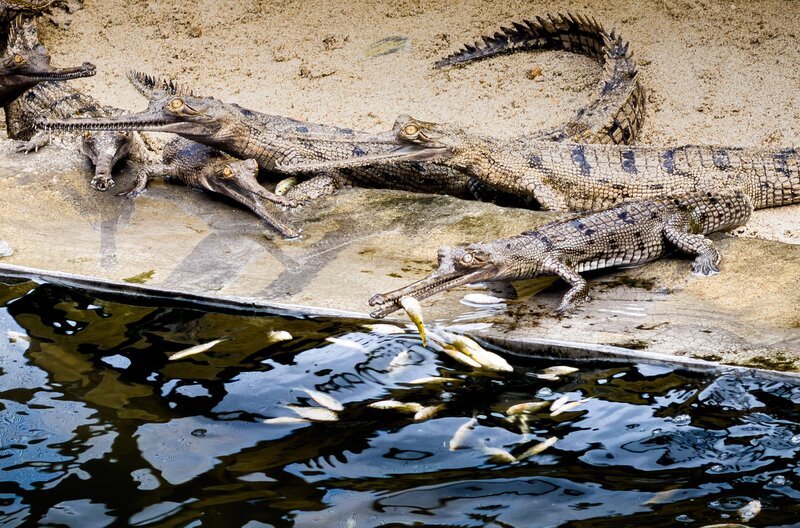 Einjährige Gaviale bei der Fütterung: Im staatlichen Naturschutz- und Aufzuchtzentrum werden junge Gaviale so lange gepflegt, bis sie groß und stark genug sind, in die freie Wildbahn ausgesetzt zu werden. – Bild: MedienKontor/​Christopher Rowe