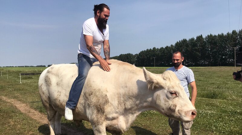 Aufgesessen! Bulle Carsten wurde vom Bauern Jan mit der Flasche aufgezogen. Die dazugehörigen Kühe liefern Milch für herrlichen Käse, den sich Schmidt für sein Frühstücksbüffet mitnimmt. – Bild: NDR/​Populärfilm