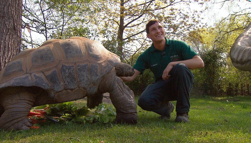 ARD/​NDR LEOPARD, SEEBÄR UND CO., Folge 99, „Eine Sensation im Bärengehege“, am Donnerstag (29.03.12) um 16:10 Uhr im ERSTEN. Azubi Robin Petzoldt und eine der Riesenschildkröten. – Bild: NDR