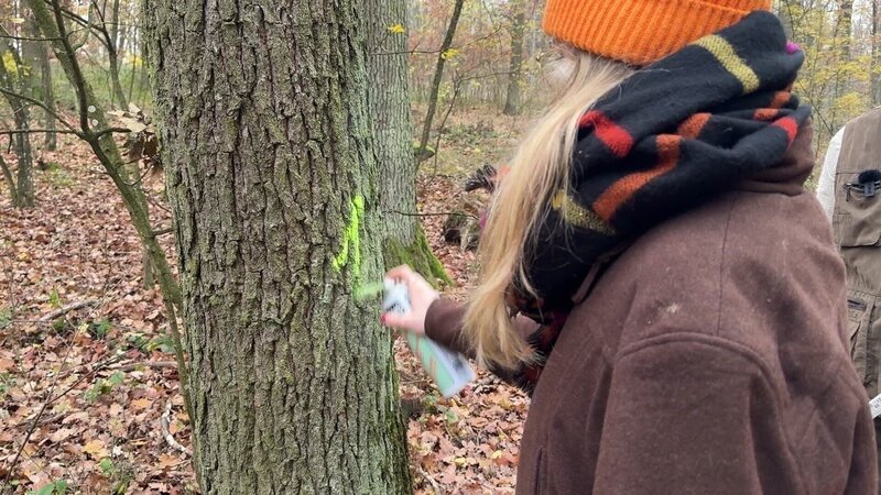 Lena markiert einen Baum, der gefällt werden soll. – Bild: ORF